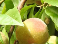 A sunny image of ripe peaches on a leafy branch.